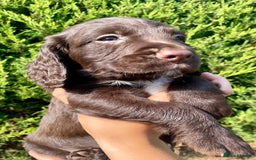 Sprocker dogs for sale: Adorable sprockers  - Image 8