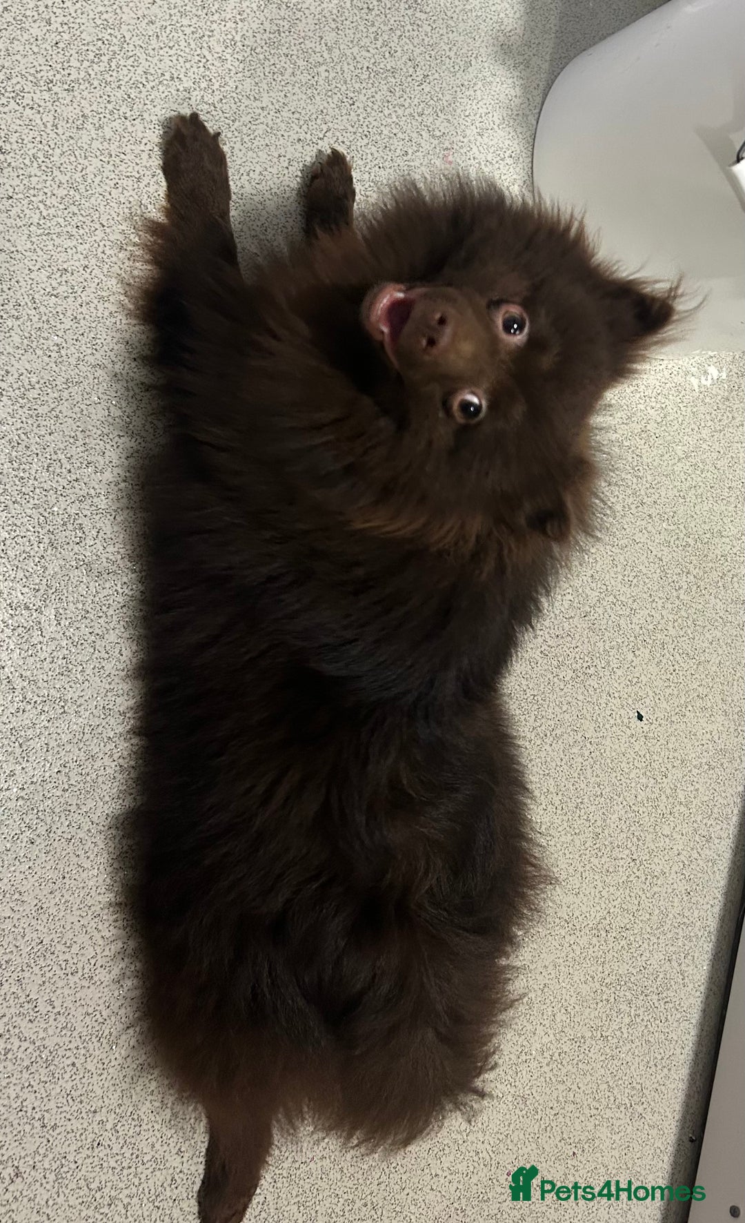 Pomeranian dogs for stud: Pomeranian  - Advert 4