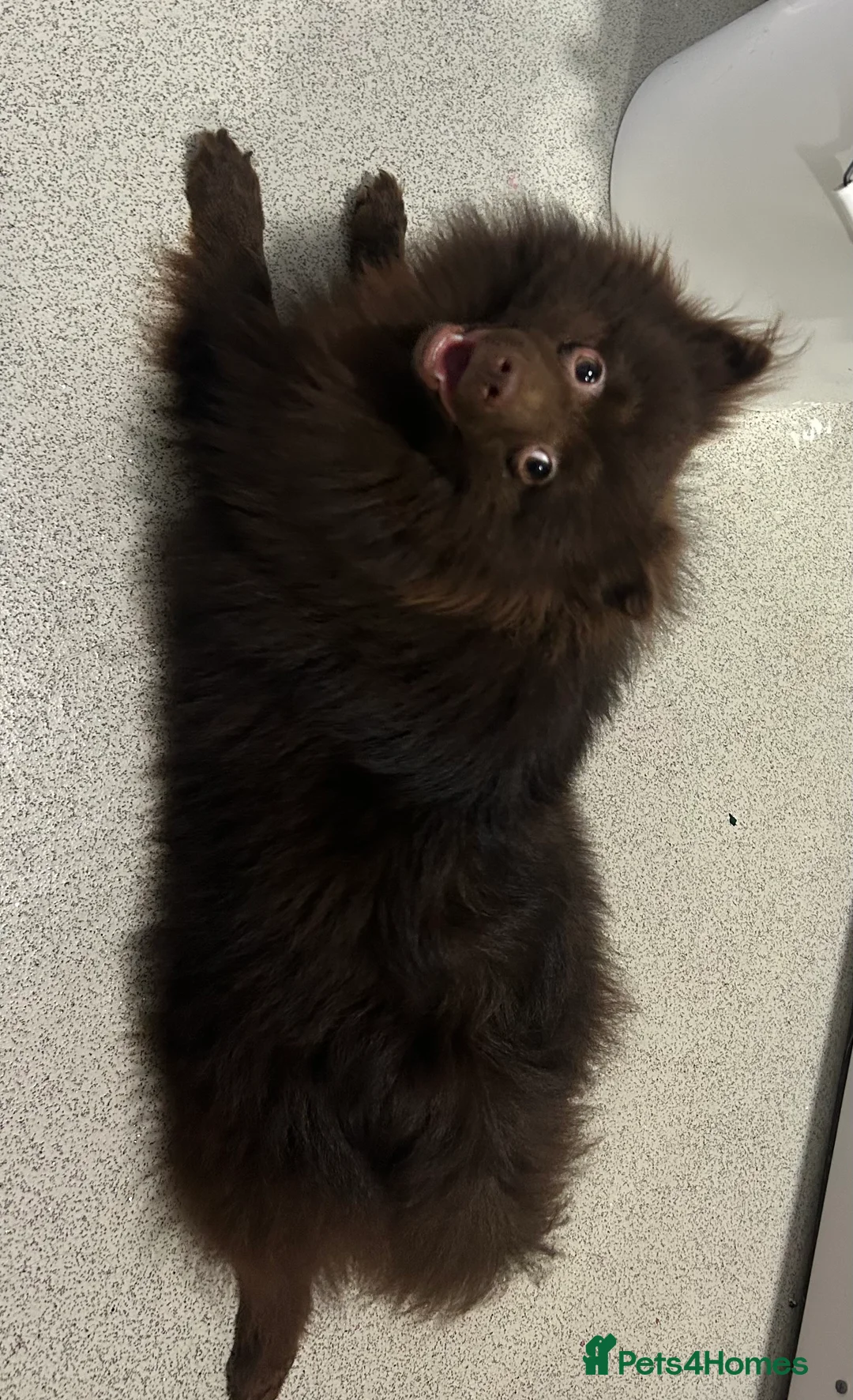 Pomeranian dogs for stud: Pomeranian  - Advert 4