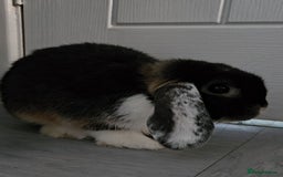 Mini Lop rabbits for sale: Two Mini lop rabbits - Image 2