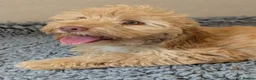 Cockapoo dogs for sale: F1 Cockapoo Girl From Health Tested Parents  - Advert 2
