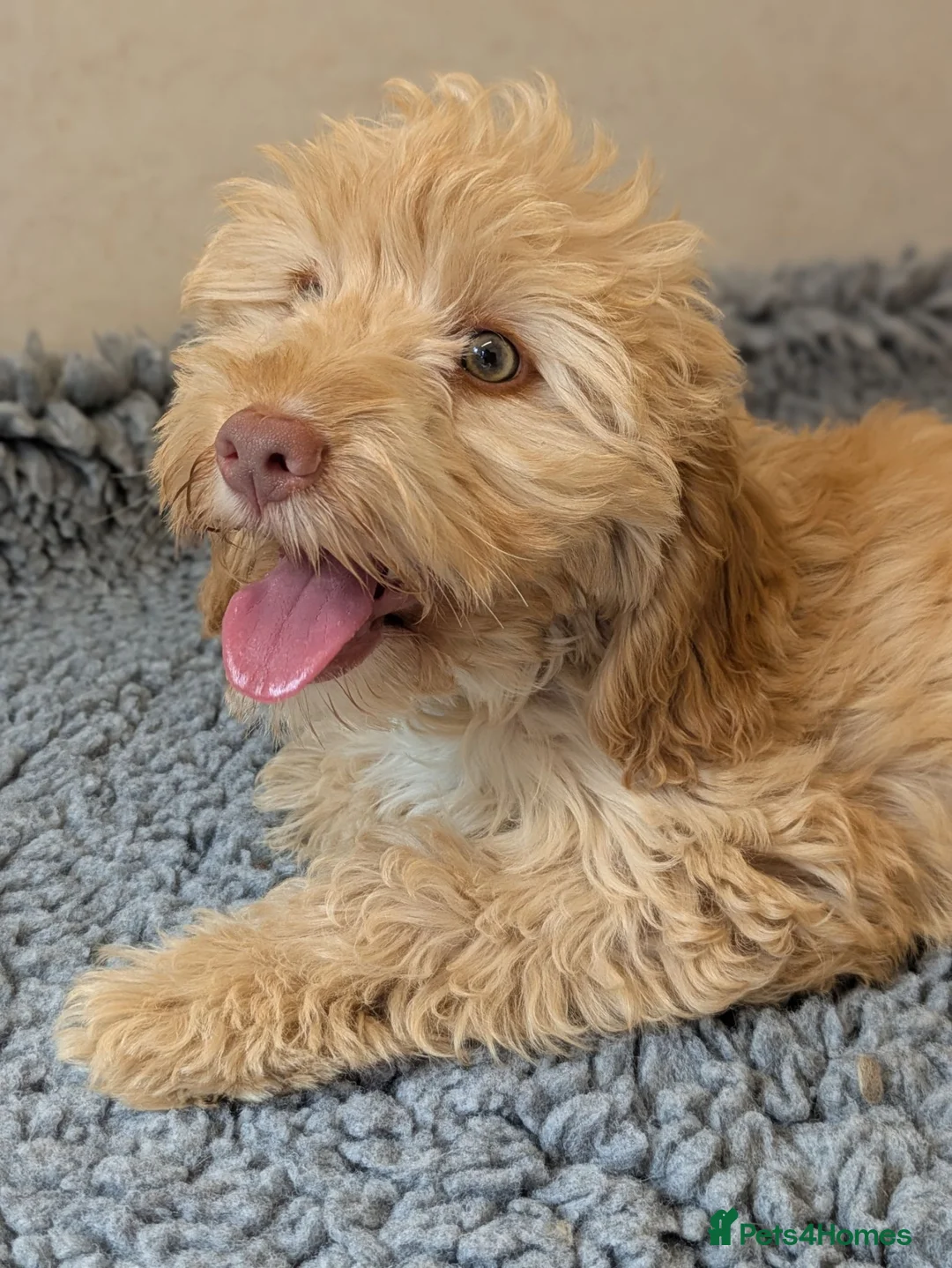 Cockapoo dogs for sale: F1 Cockapoo Girl From Health Tested Parents  - Advert 2