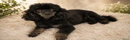 Miniature Poodle dogs for sale: 💥H/TESTED BLACK CARRYING PHANTOM/PARTI POODLES💥 - Advert 3