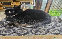 Netherland Dwarf rabbits for sale: netherland dwarf breeding trios and young stock  - Image 2