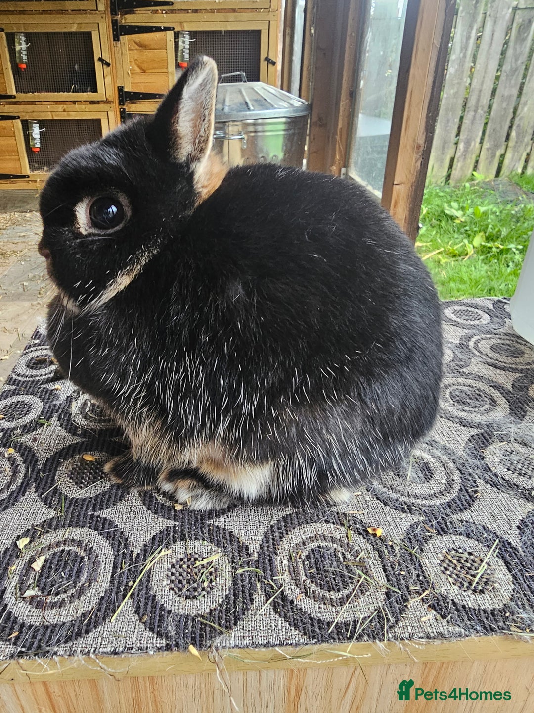 Netherland Dwarf rabbits for sale: netherland dwarf breeding trios and young stock  - Image 2