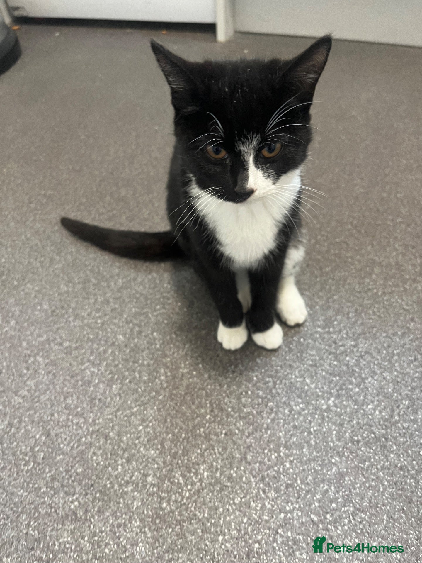 Mixed Breed cats for sale: Kitten 6mths old   - Advert 1