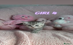 British Shorthair cats for sale: *stunning* silver tabby British short haired  - Image 18