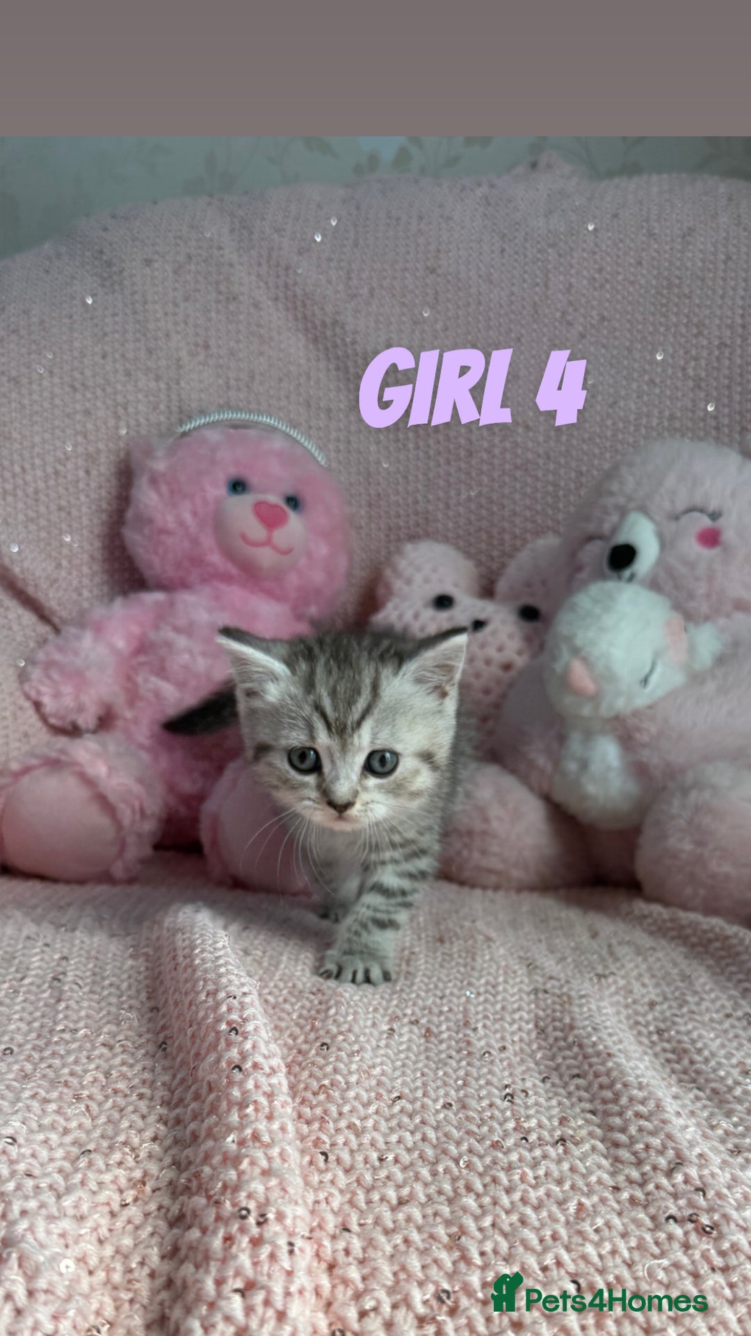 British Shorthair cats for sale: *stunning* silver tabby British short haired  - Image 18