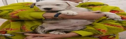 American Bully dogs for sale: American bully puppies  - Advert 18