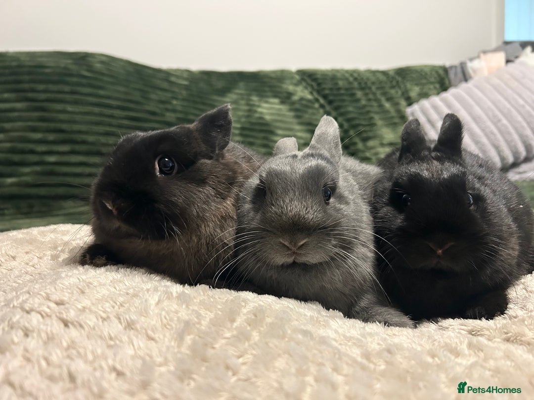 Netherland Dwarf rabbits for sale: Netherland dwarf brothers ready to go  - Advert 1
