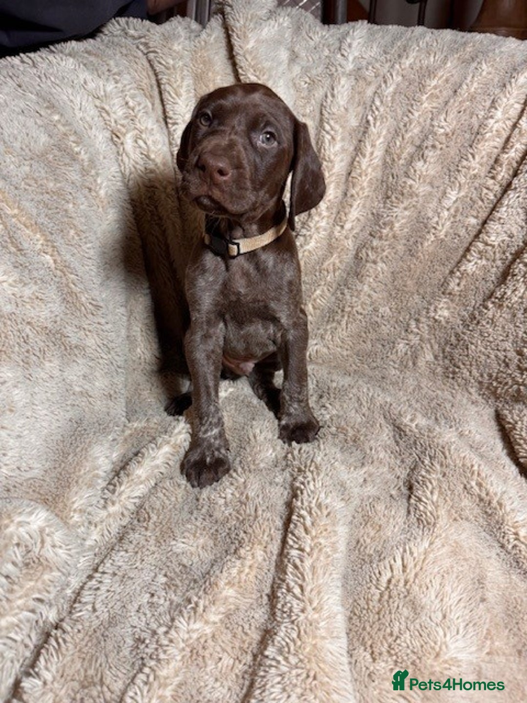 German Shorthaired Pointer dogs for sale: KC Reg Champ blood Lines GSP Pointer Pups - Leeds - Advert 17