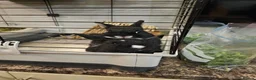 Netherland Dwarf rabbits for sale: *AVAILABLE* Purebred Netherland Dwarf Doe - Advert 7