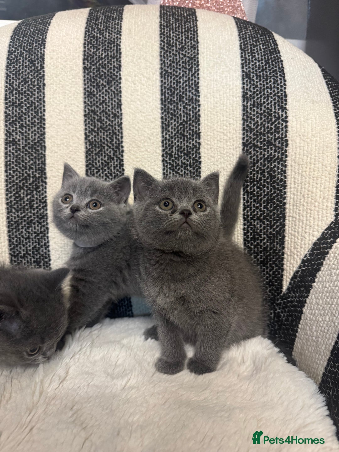 British Shorthair cats for sale: 💕British Shorthair Blue Kittens💕 - Advert 2