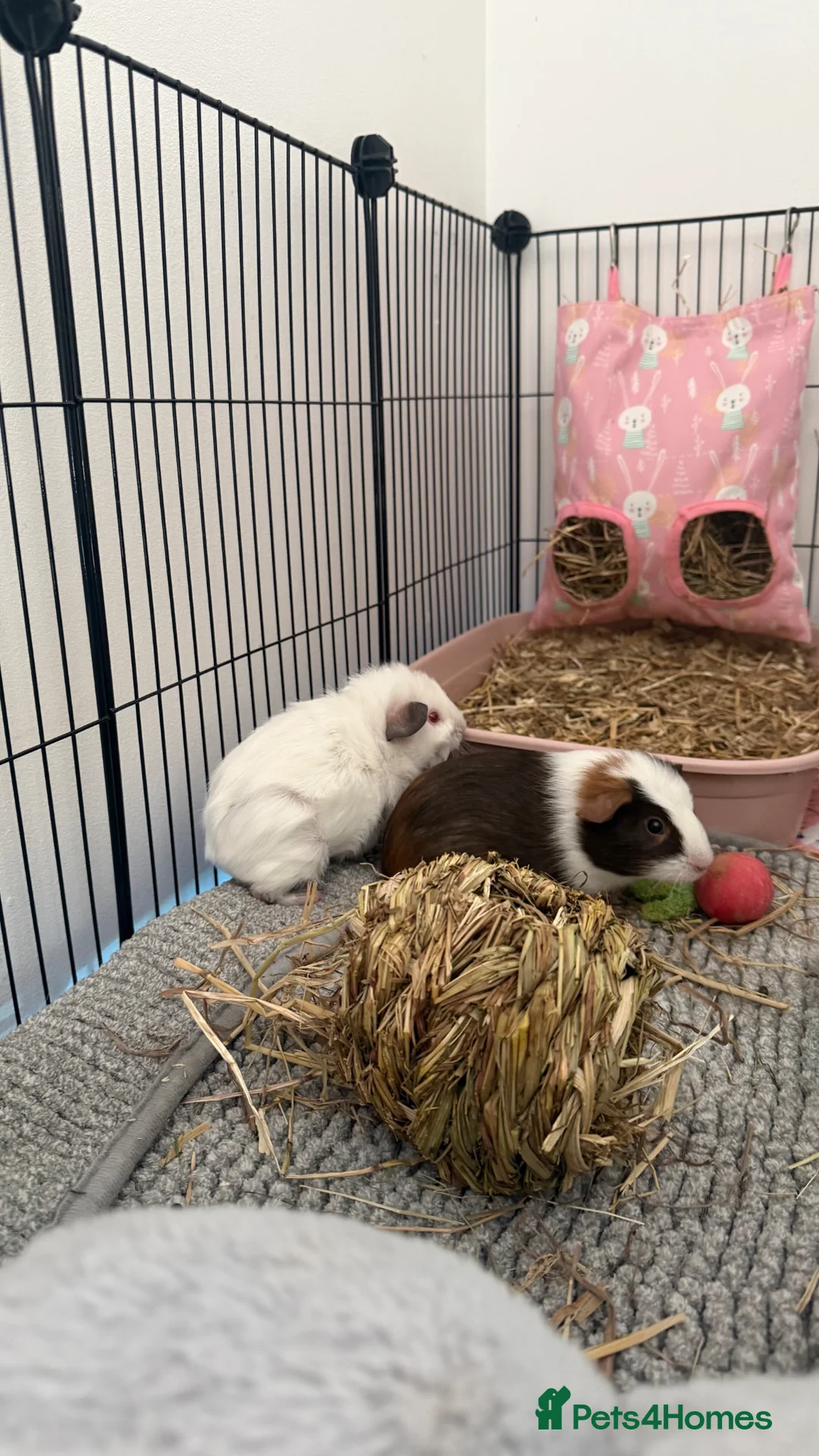 Guinea Pig rodents for sale: Female guinea pigs  - Advert 4