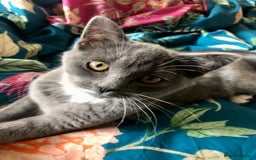 Persian cats for sale: Gorgeous Persian Cross Kittens  - Image 9