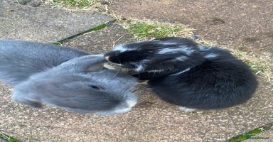 French Lop rabbits - Advert 2