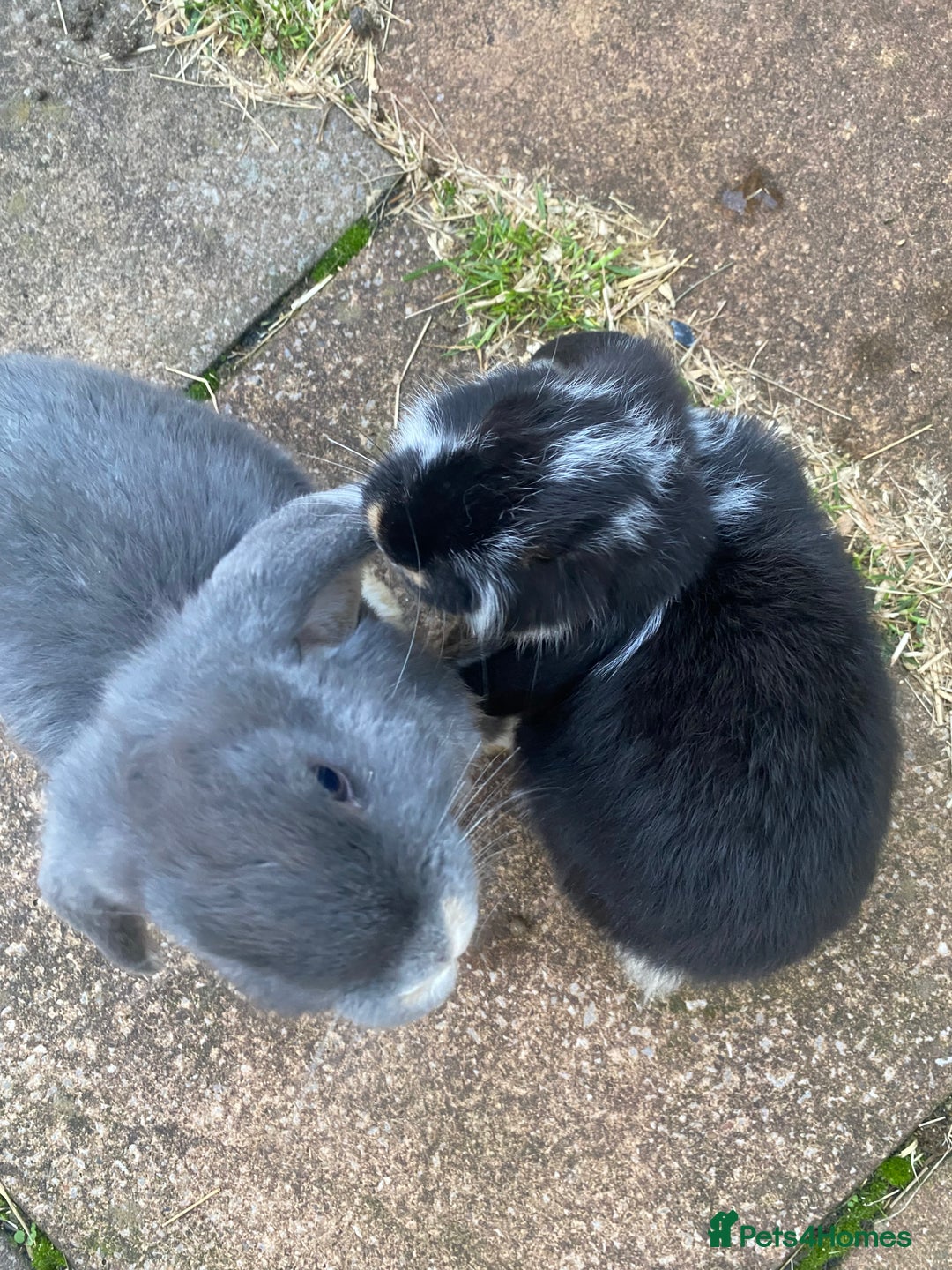 French Lop rabbits for sale: Brc rung Giant French lop rabbits for sale  - Image 2