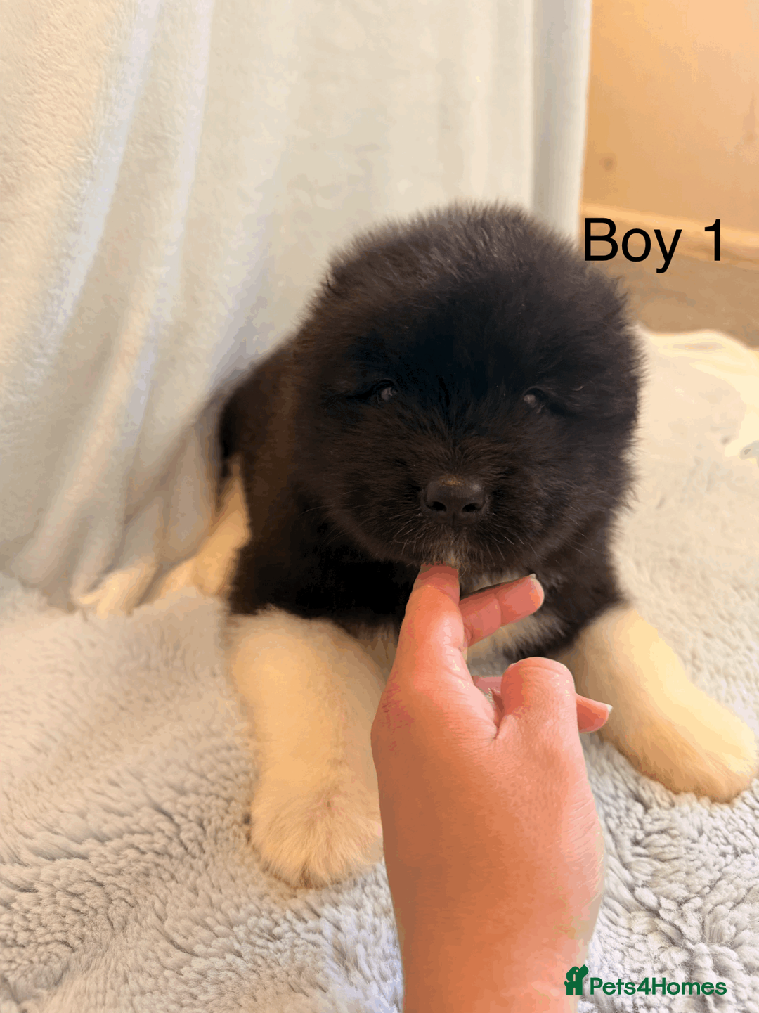 Akita dogs for sale: Chunky Beautiful American Akita Puppies - Advert 16