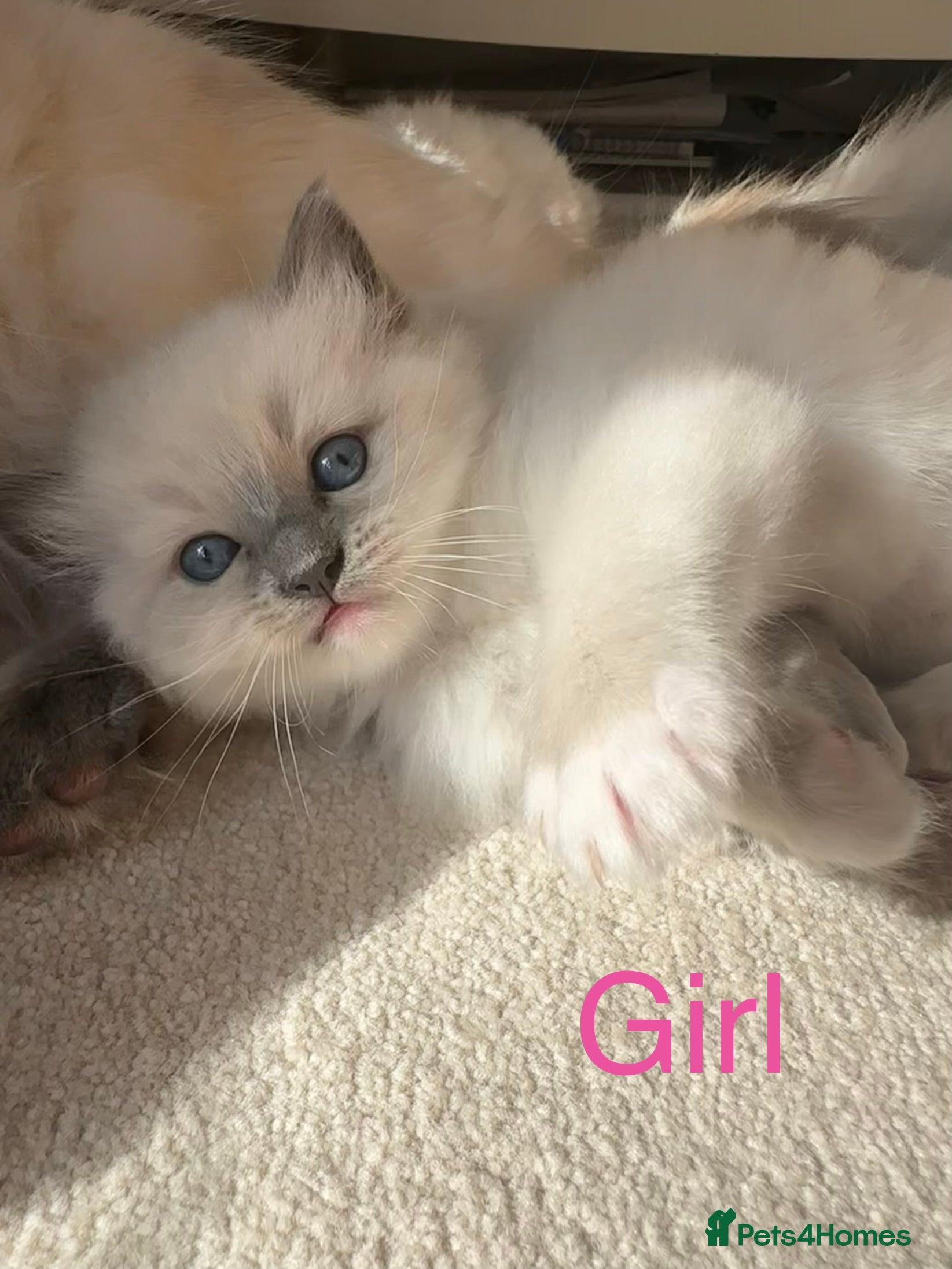Ragdoll cats Beautiful Ragdoll kittens for sale  - Advert 10