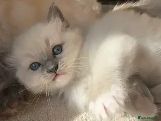 Ragdoll cats Beautiful Ragdoll kittens for sale - Advert 10