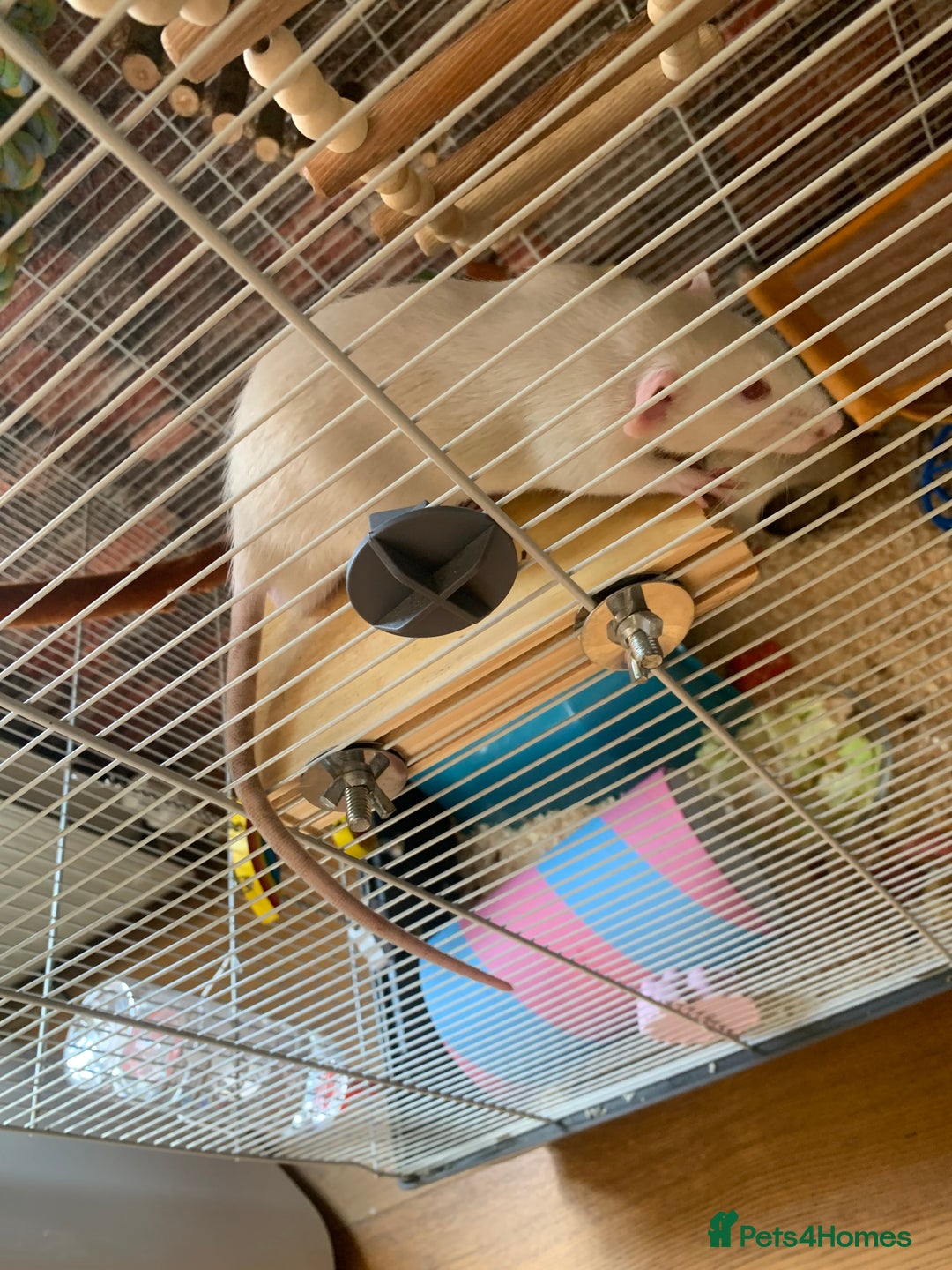Rat rodents for sale: Rats for adoption!!!! - Image 2
