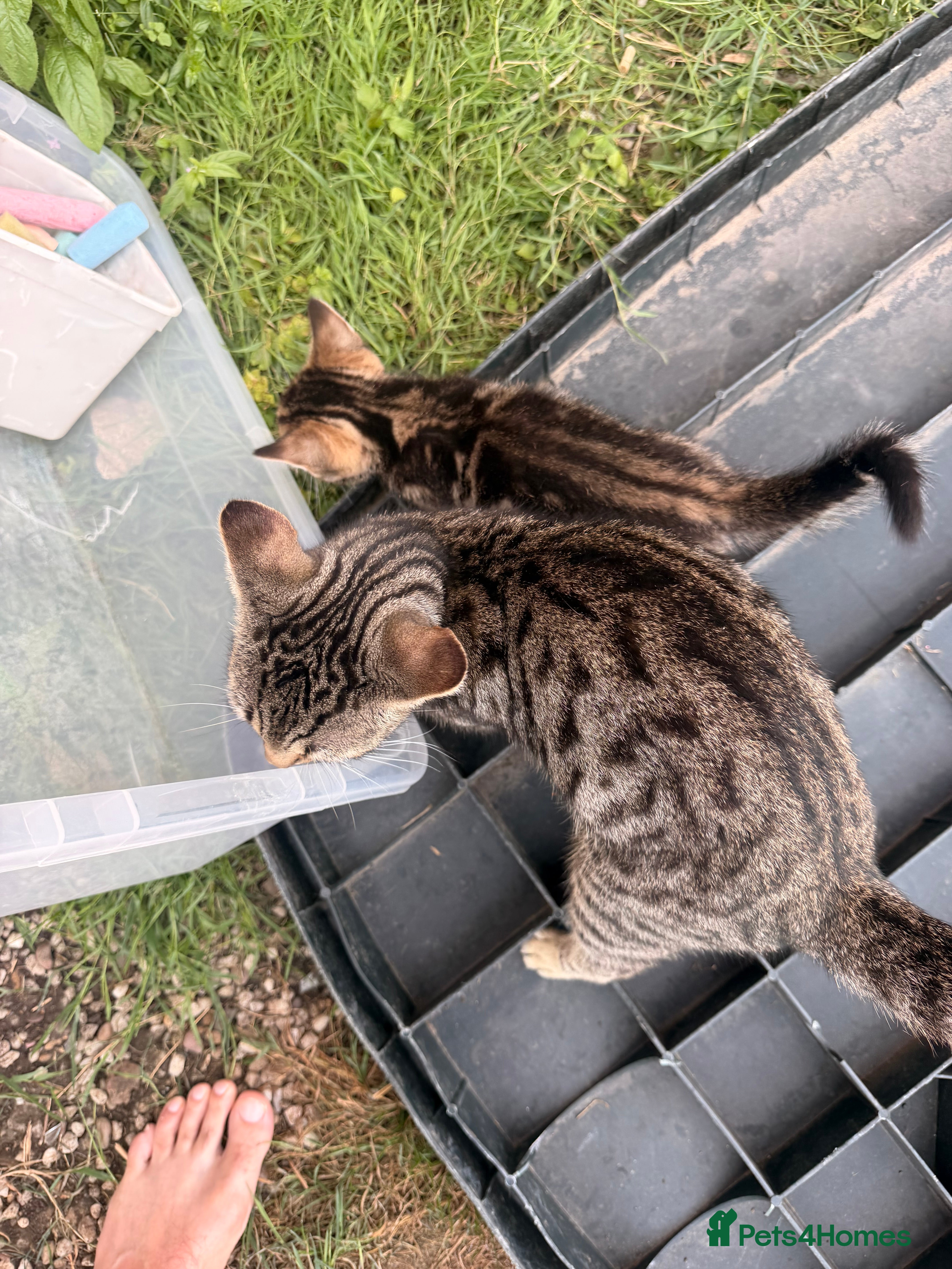 Mixed Breed cats 🐾 Beautiful Tabby Kittens Looking for  Homes 🐾 - Advert 1