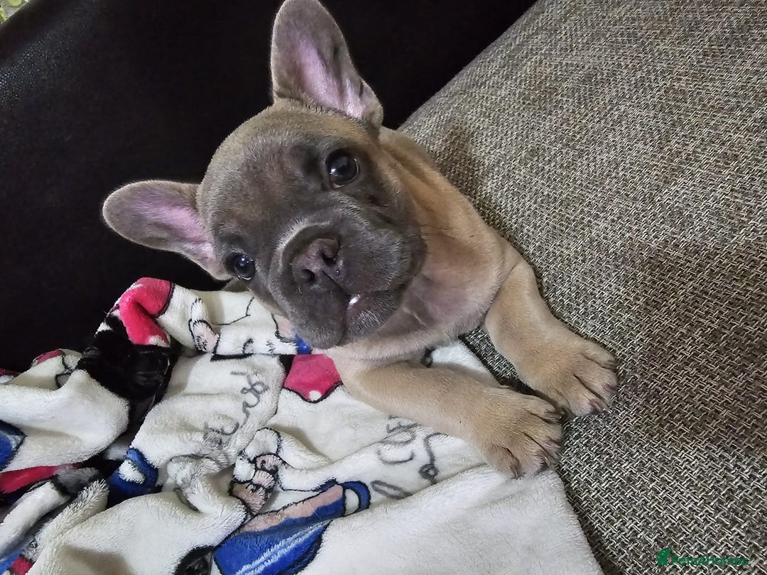 French Bulldog dogs for sale: Blue French bulldog puppy  - Image 4