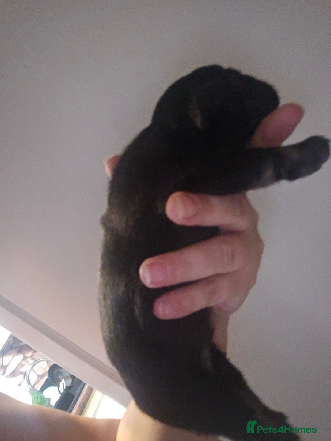 French Bulldog dogs for sale: Last make French bull dog pup - Image 8