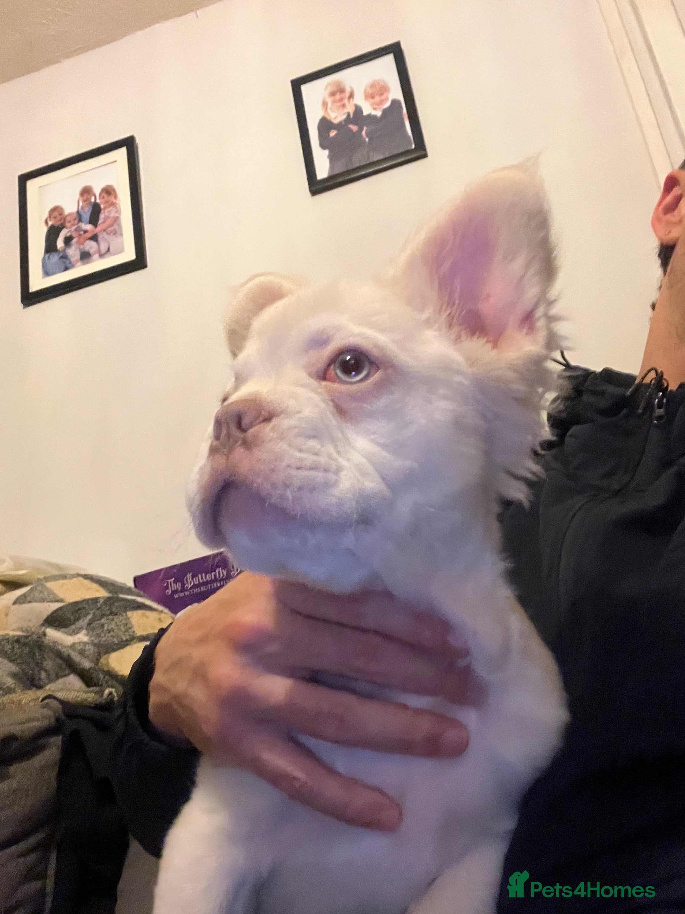 French Bulldog dogs 🐾 7 Fluffy Loving French Bulldogs 🐾🐶🩷 - Advert 18