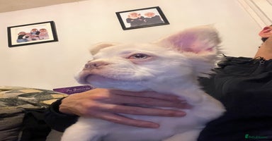 French Bulldog dogs - Advert 10