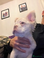 French Bulldog dogs - Advert 10