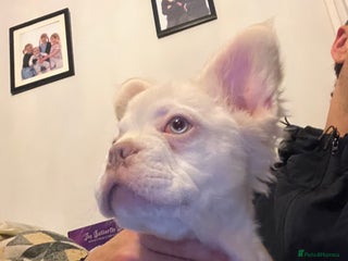 French Bulldog dogs 🐾 7 Fluffy Loving French Bulldogs 🐾🐶🩷 - Advert 3