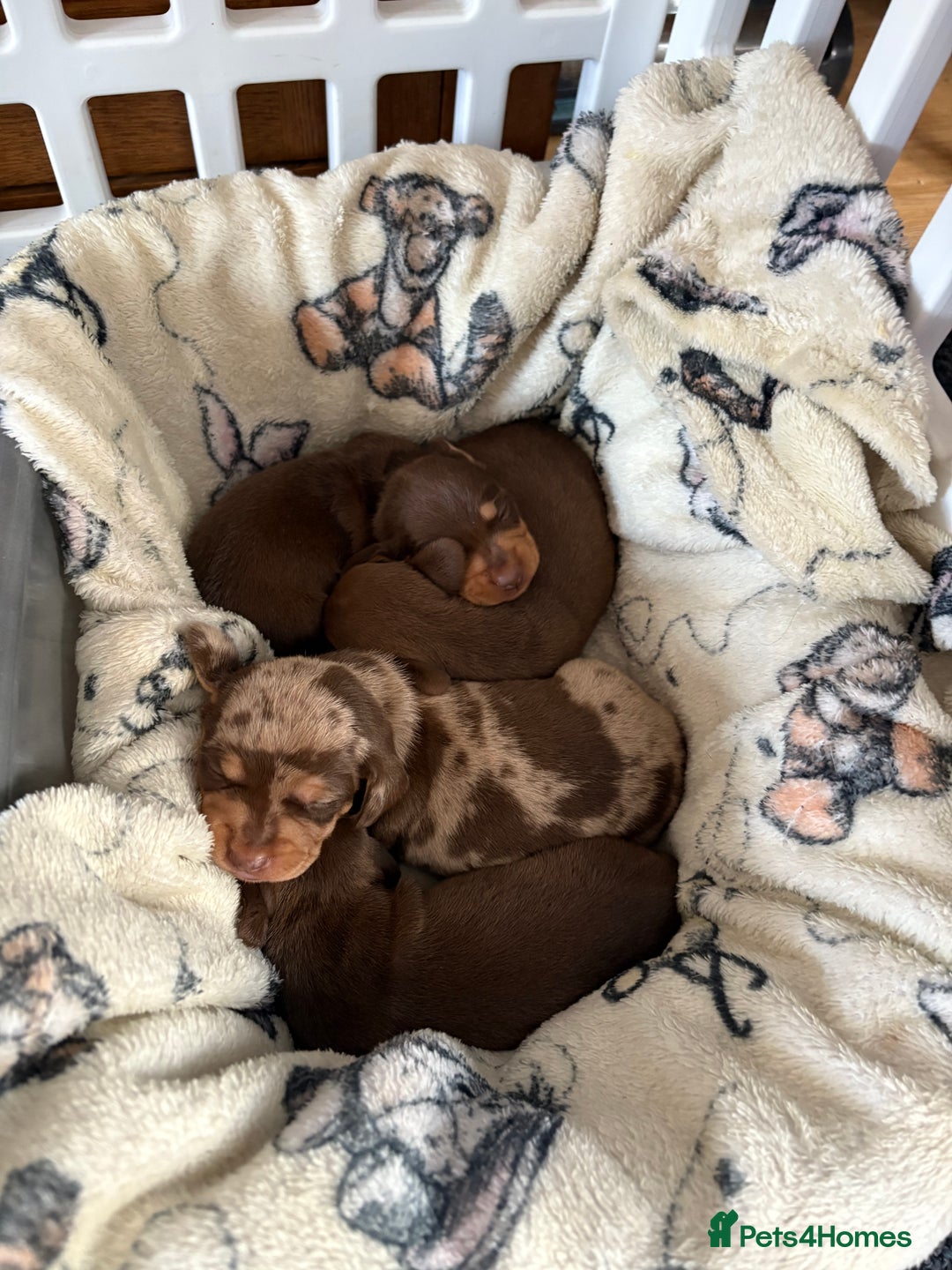 Dachshund dogs for sale: 4 absolutely gorgeous dachshund girls  - Advert 21