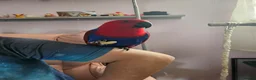 Parrots birds for sale: Eclectus female parrot  - Advert 6