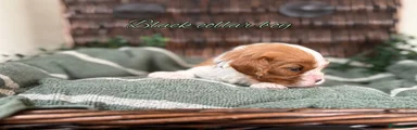 Cavalier King Charles Spaniel 3