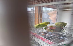 Parakeets birds for sale: Closing aviary variety of birds  - Image 4