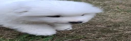 Samoyed dogs for sale: 2 Samoyed Puppies Looking for Their Forever Homes in Craven Arms - Advert 5