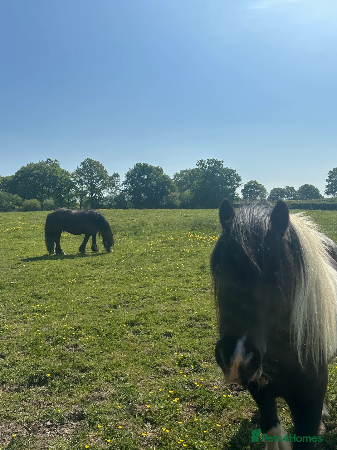 Irish Cob horses for sale: Storm and Indie  - Advert 2