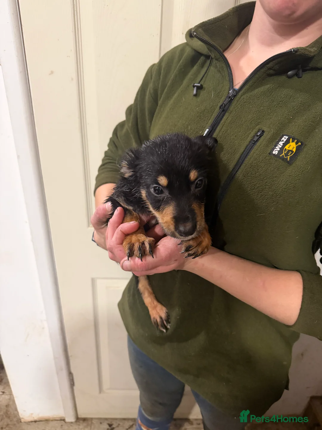 Mixed Breed dogs for sale: Beautiful Huntaway x Collie puppy’s  - Advert 8