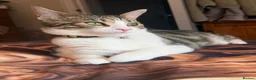 Mixed Breed cats for sale: Beany 1 Year old  - Advert 5