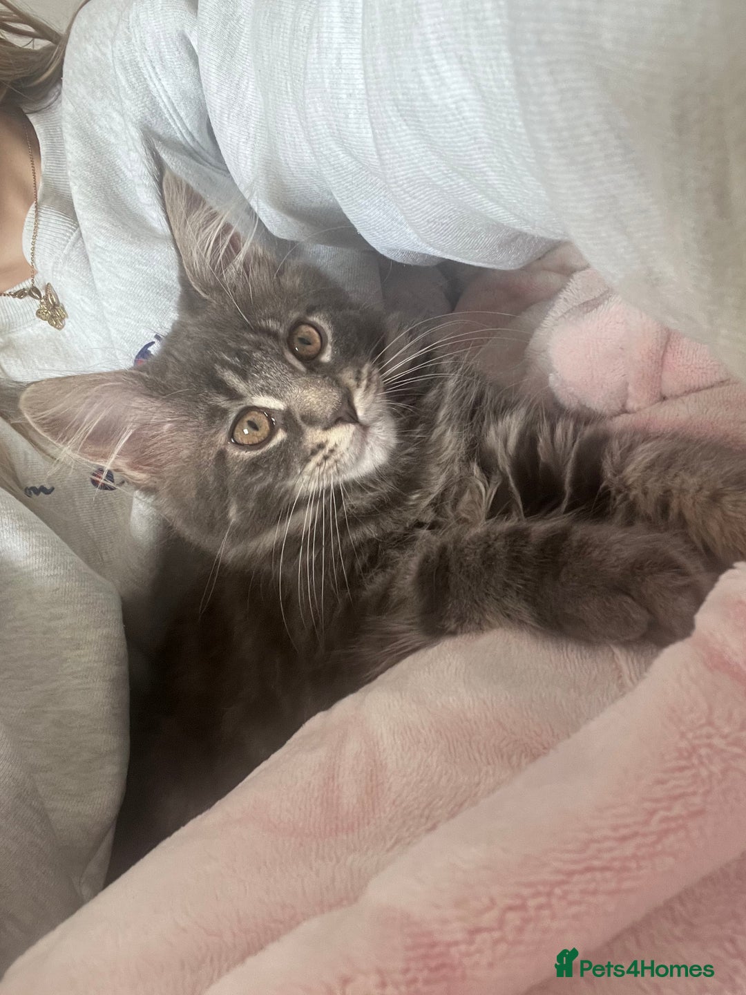 Maine Coon cats for sale: TICA Registered Maine Coon Kittens Blue/Silver - Image 19