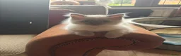 Ragdoll cats for sale: Beautiful Pure Ragdoll kittens - Advert 4