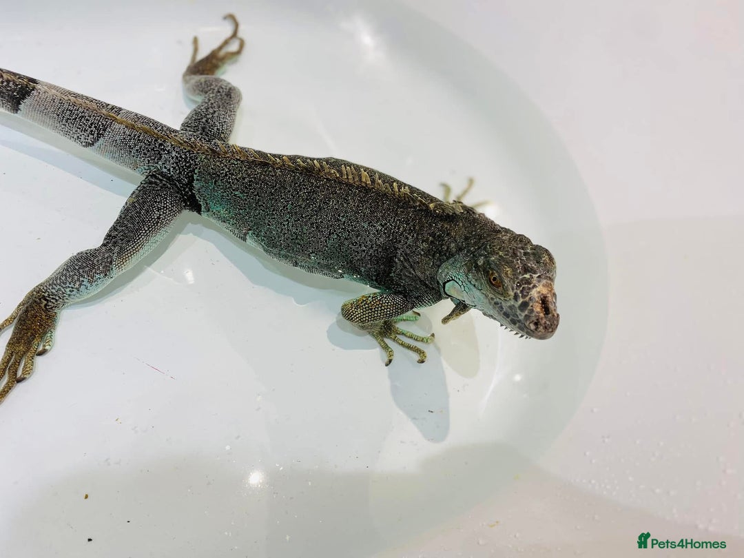 Iguana reptiles for sale: Tank the tame Blue Iguana  - Image 16