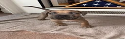 Cane Corso dogs for sale: Grand champion bloodline Cane Corso puppies  - Advert 5