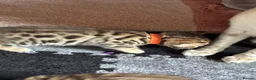 Bengal cats for sale: Stunning Bengal Kittens  - Advert 19