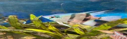 Angelfish fish for sale: Tropical fish for sale please read the description - Advert 3