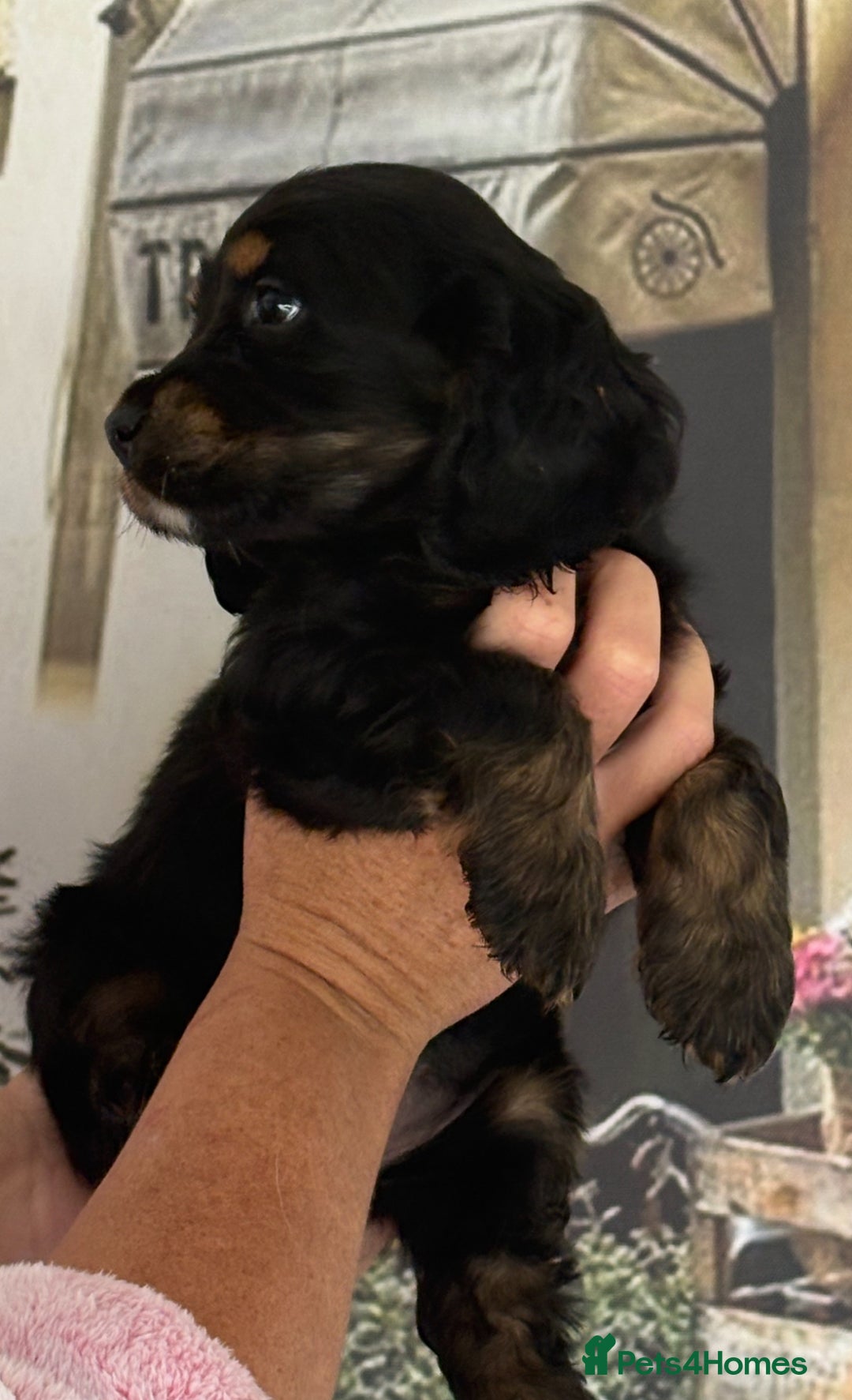 Cocker Spaniel dogs for sale: Kc registered Adorable Show cocker   puppy’s 🐶🐶 - Image 8