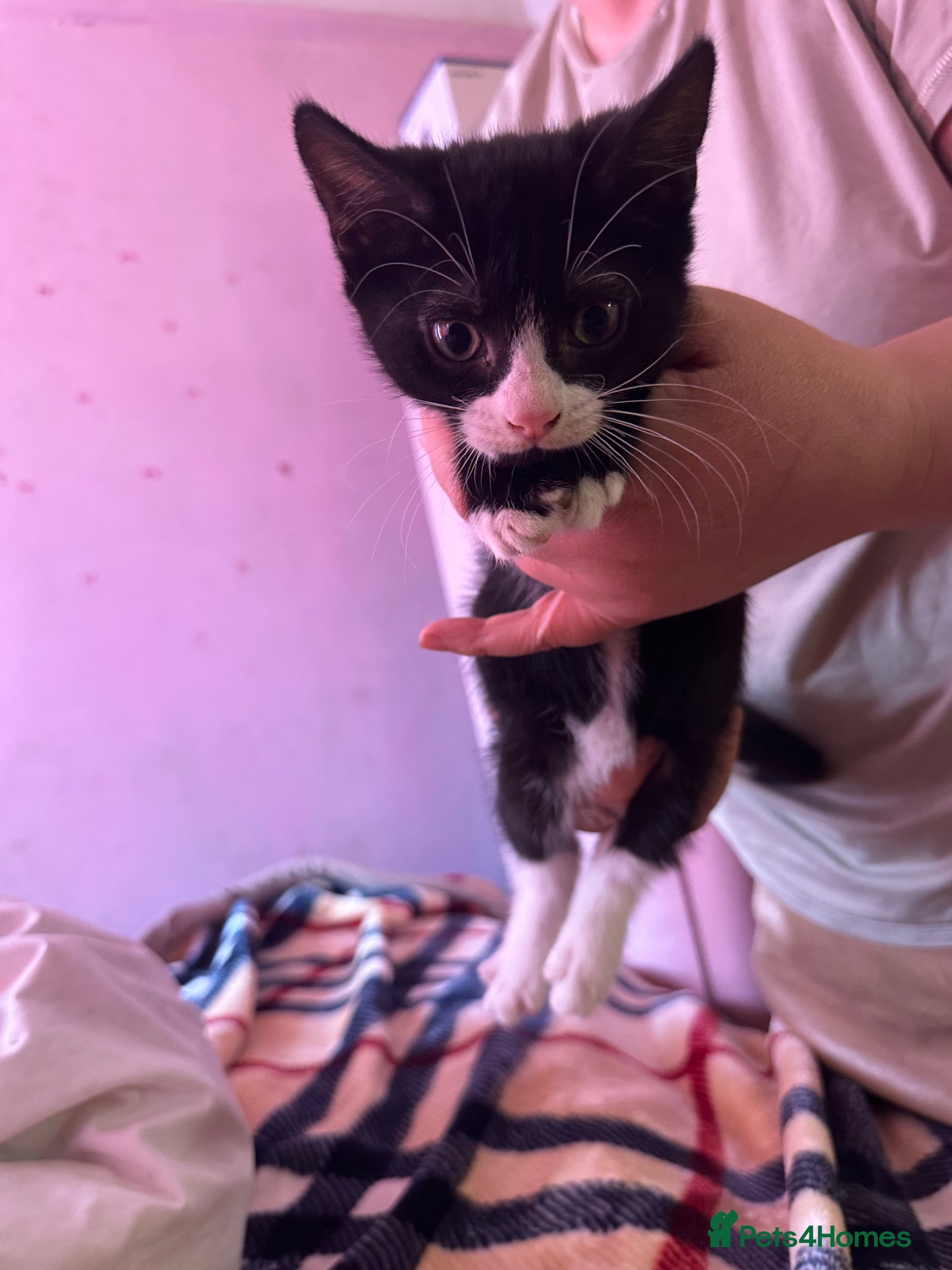 Domestic Shorthair cats for sale: Black & white kittens For Sale in London - Advert 4