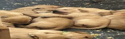 Labrador Retriever dogs for sale:  KC reg 12 lab puppies for sale  - Advert 7