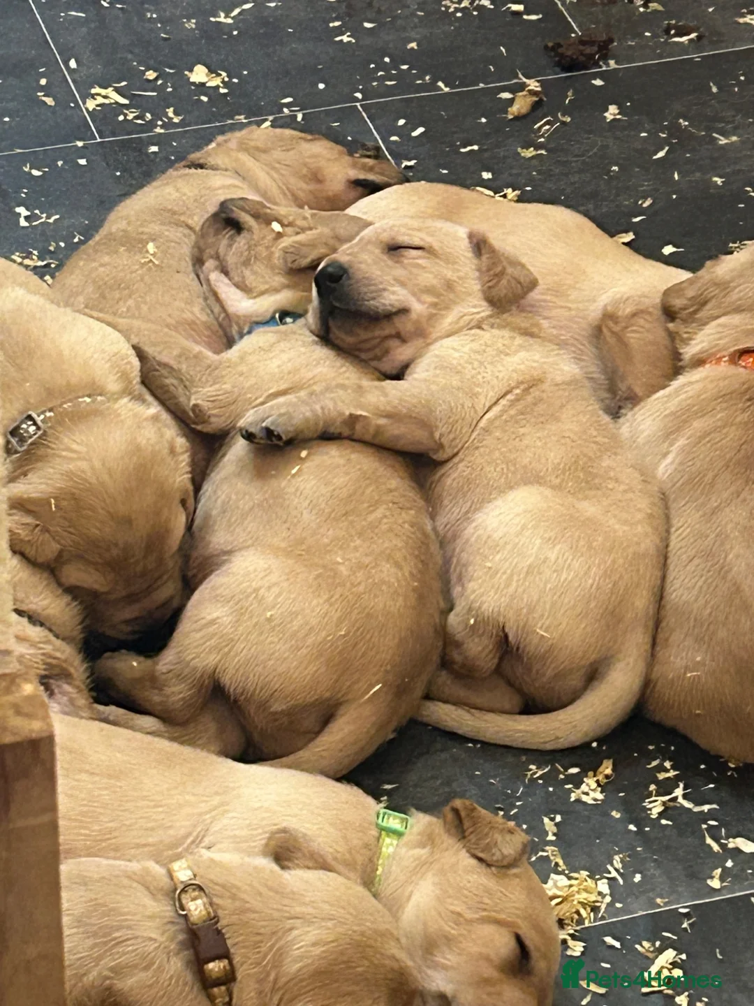 Labrador Retriever dogs for sale:  KC reg 12 lab puppies for sale  - Advert 7